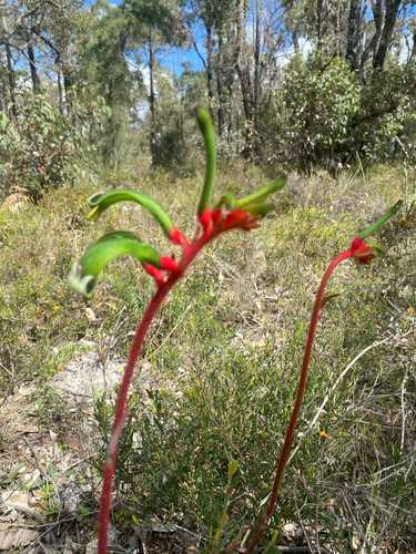 Red and Green Kangaroo Paw