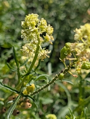 Reseda lutea