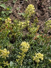 author not stated, no rights reserved Reseda lutea, photograph author not stated, no rights reserved