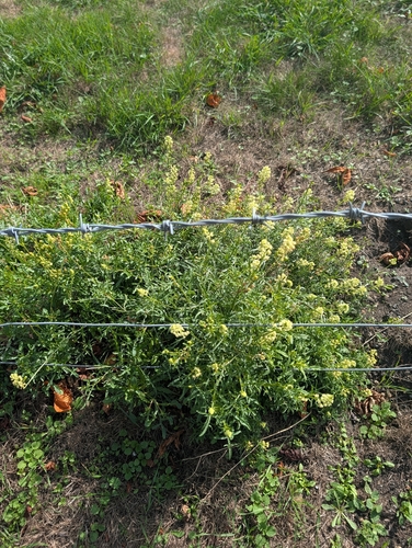 Reseda lutea, photograph 3
