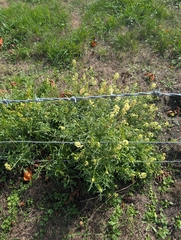 author not stated, no rights reserved Reseda lutea, photograph author not stated, no rights reserved
