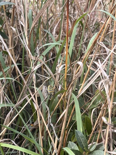 Wasp Spider