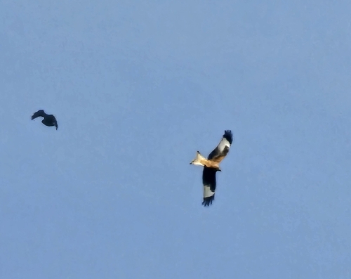Red Kite