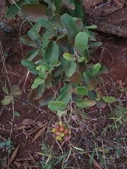 Davilla elliptica
