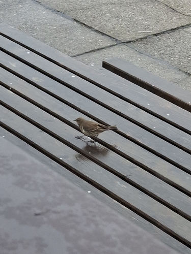 Water Pipit