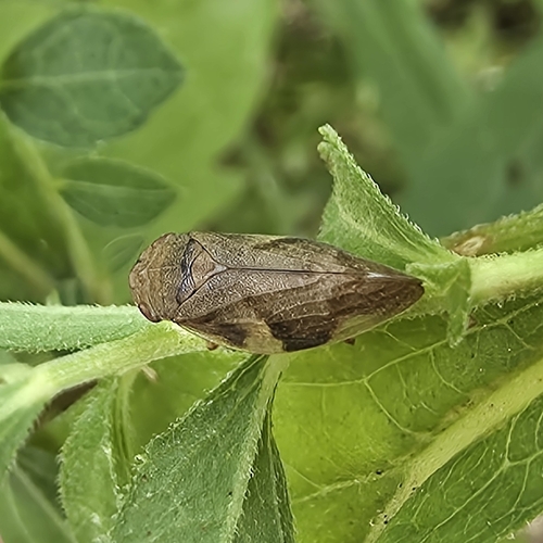 Alder Spittlebug