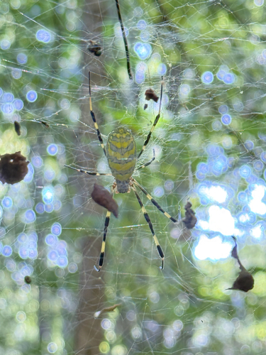 Joro Spider