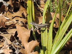 Sceloporus woodi