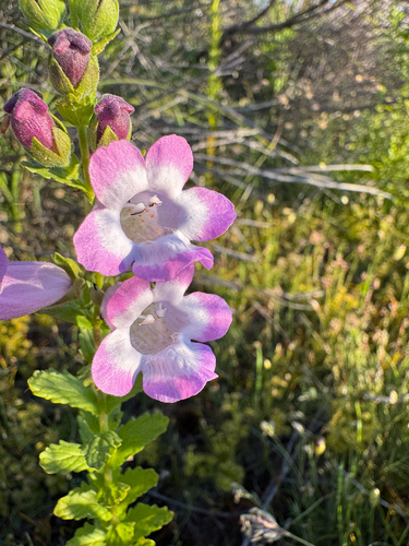Dasymalla teckiana