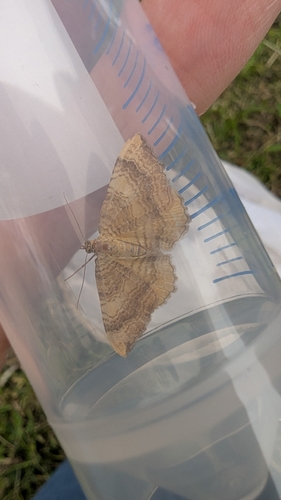 Yellow Shell Moth