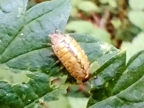 Common Striped Woodlouse