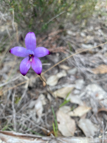 purple enamel orchid