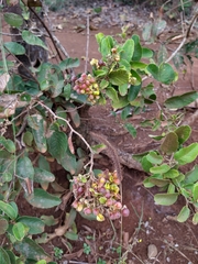 Davilla elliptica