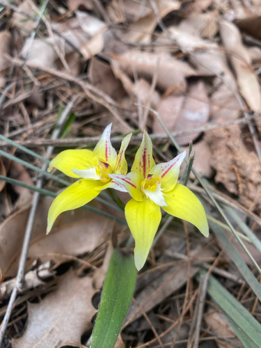 Cowslip Orchid