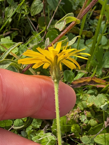 Leontodon hispidus, photograph 1