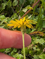 Leontodon hispidus