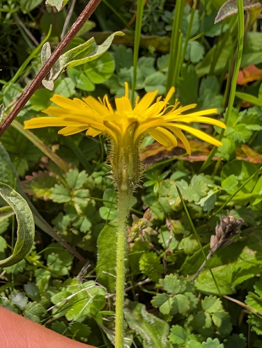 Leontodon hispidus, photograph 2