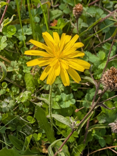 Leontodon hispidus, photograph 3