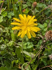 Leontodon hispidus, photograph author not stated, no rights reserved