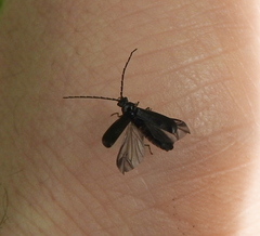 Autosilis nitidula