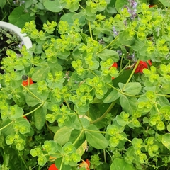 Euphorbia helioscopia