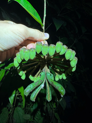 Marcgravia umbellata