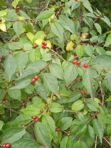 Amur honeysuckle