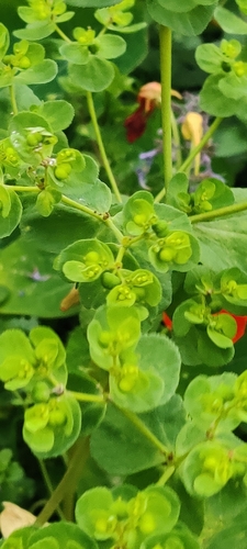 Euphorbia helioscopia, photograph 1