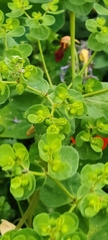 Euphorbia helioscopia, photograph author not stated, no rights reserved