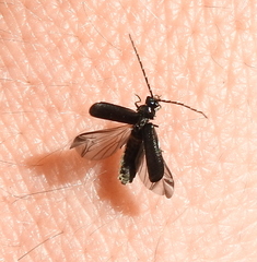 Autosilis nitidula
