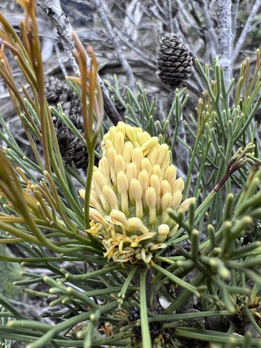 Petrophile fastigiata