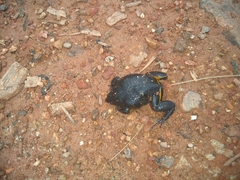 Elachistocleis cesarii