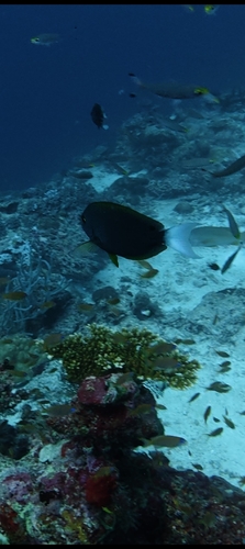 Acanthurus thompsoni observed 2026-09-24