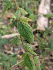 Hypericum hirsutum