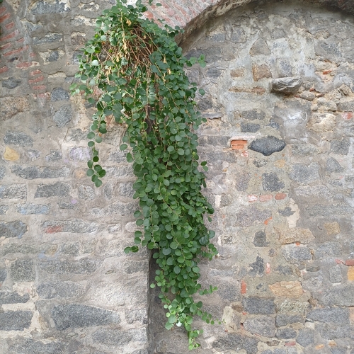 Caper Bush