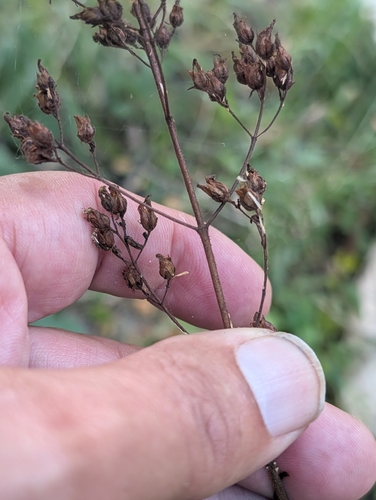 Hypericum hirsutum, photograph 2