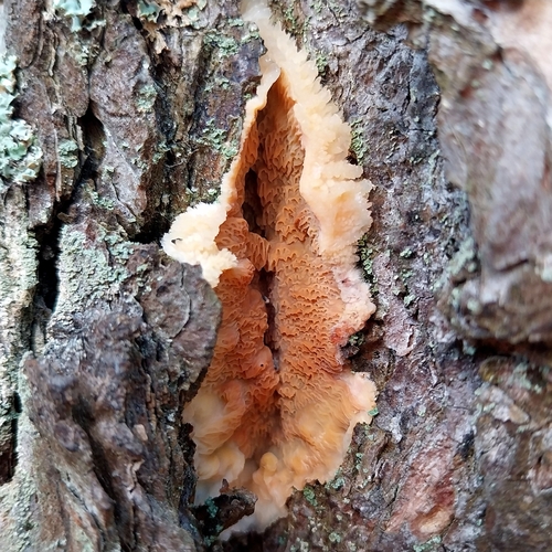 Trembling Crust