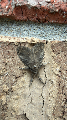 White-marked Tussock Moth
