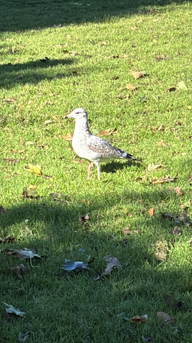 Ring-billed Gull
