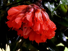 Brownea ariza