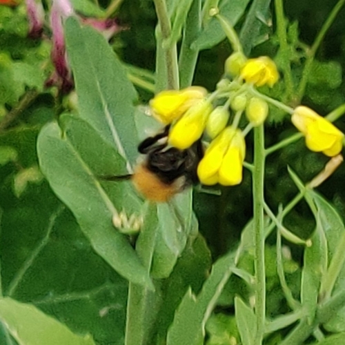Common Carder Bumble Bee