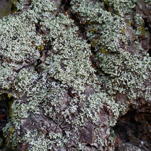 Fringed Rosette Lichen