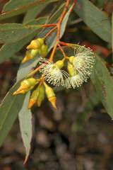 Eucalyptus incrassata