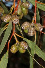 Eucalyptus incrassata