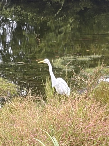 Great Egret