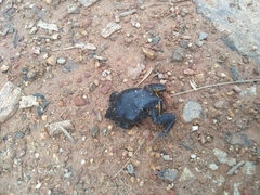 Elachistocleis cesarii