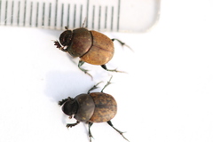 Onthophagus coenobita