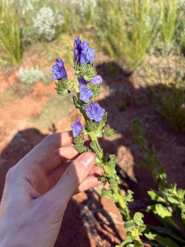 Echium plantagineum, photograph 3