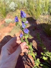 (c) Thomas Mesaglio, some rights reserved (CC BY) Echium plantagineum, photograph (c) Thomas Mesaglio, some rights reserved (CC BY)
