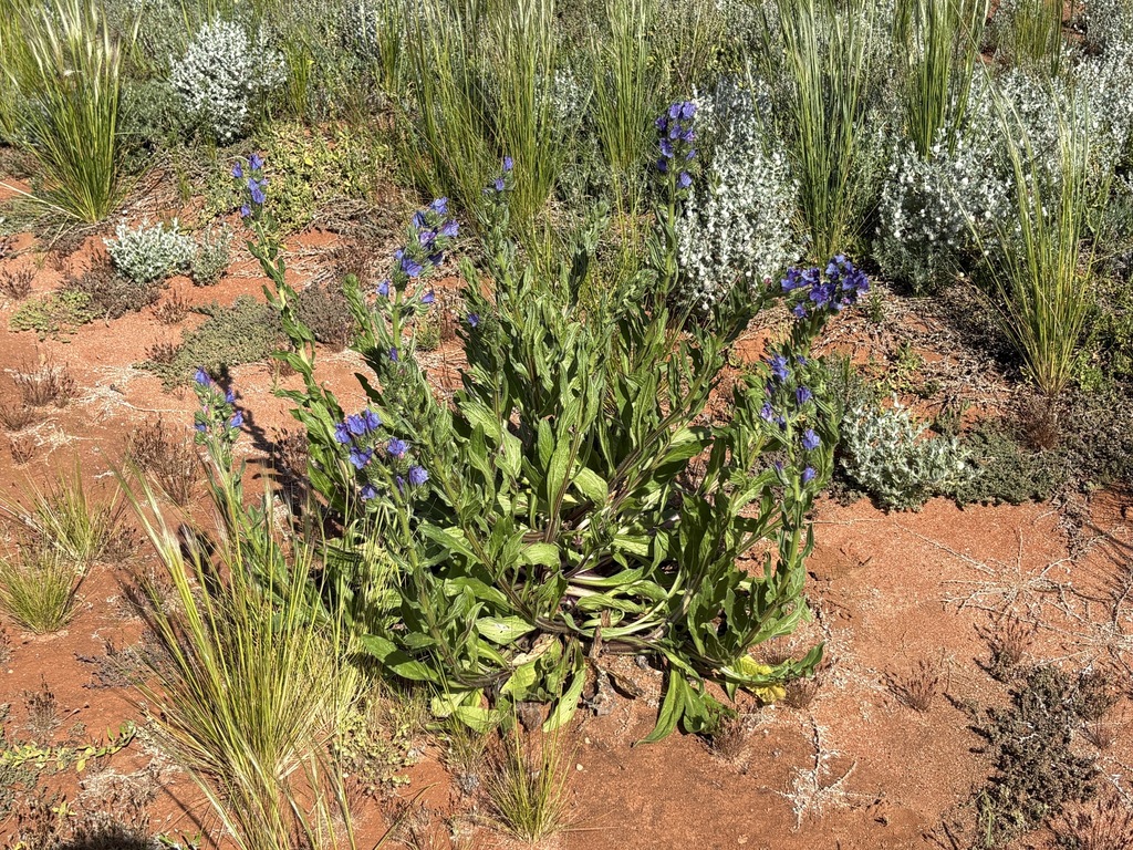 Echium plantagineum; photograph (c) Thomas Mesaglio, some rights reserved (CC BY)